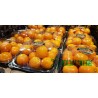 Japanese Kumquat Kinkan